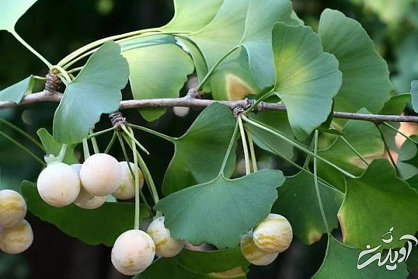 گیاه جینکوبیلوبا